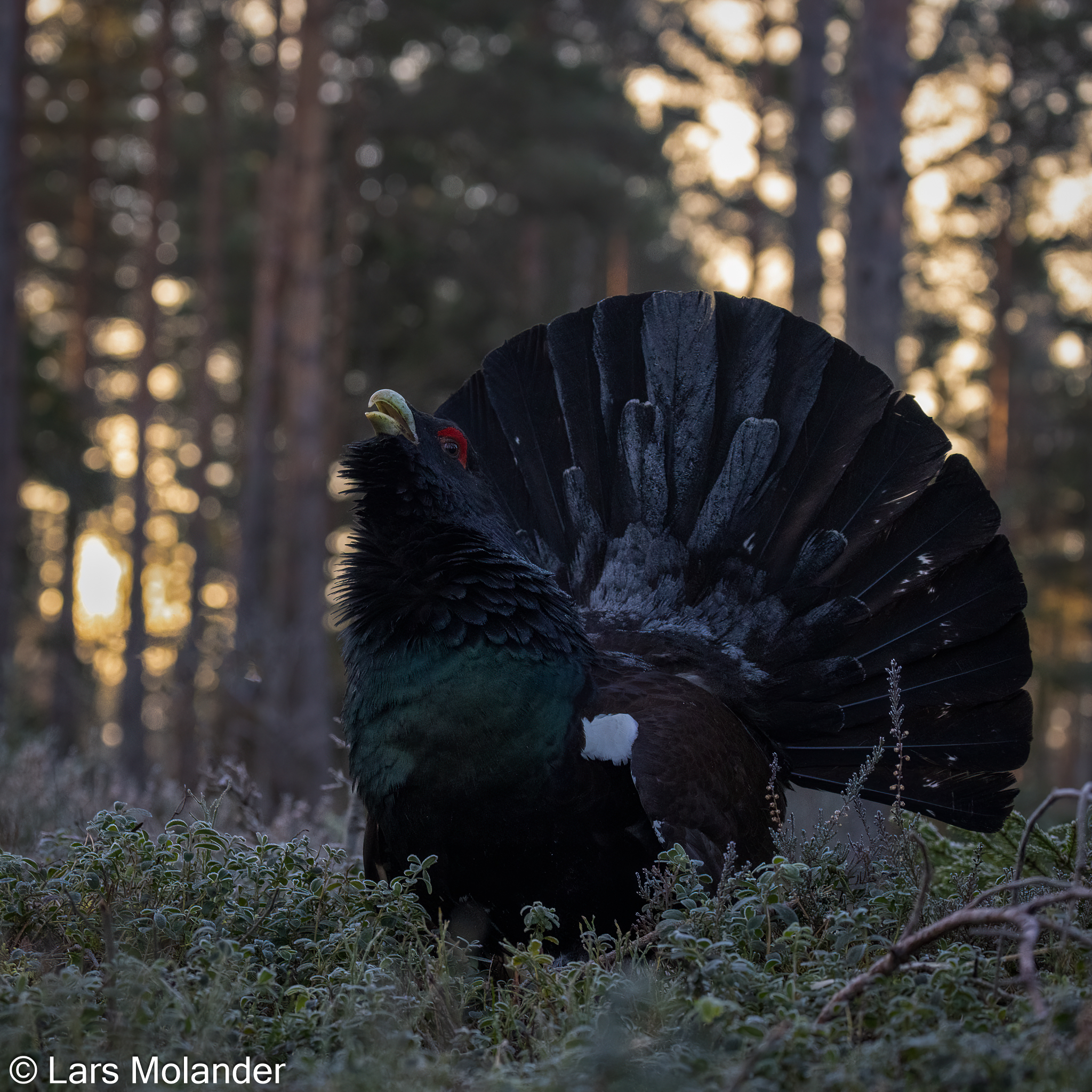 Tjäder ny mörkare-